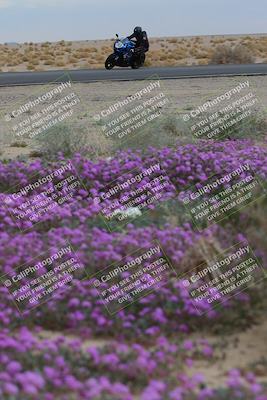 media/Jan-14-2023-SoCal Trackdays (Sat) [[497694156f]]/Turn 14 Exit Bloomig (145pm)/